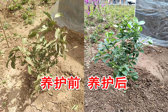 树苗恢复